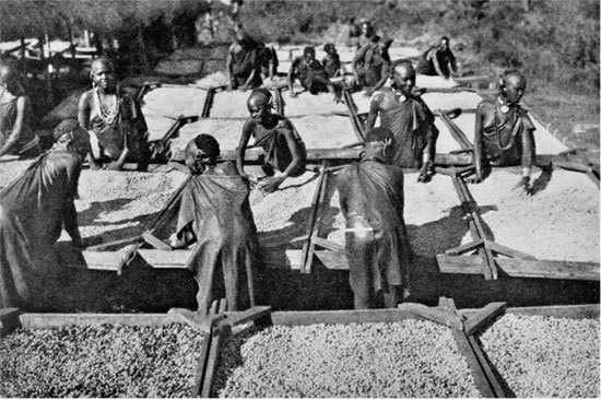 1920's kenya coffee plantation