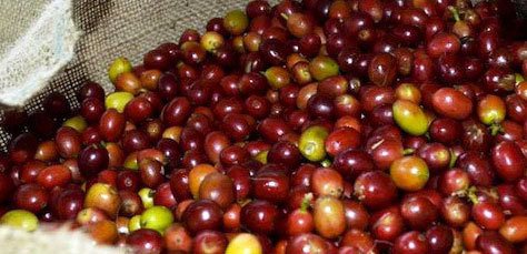 coffee cherry red beans