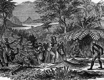 plantation historical image of coffee being grown