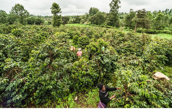 farmers working on kenya coffee plantation