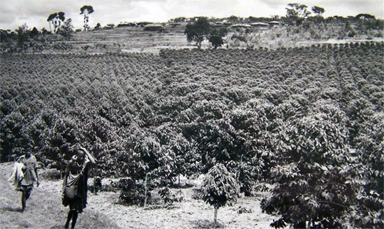 old historical kenya coffee picture