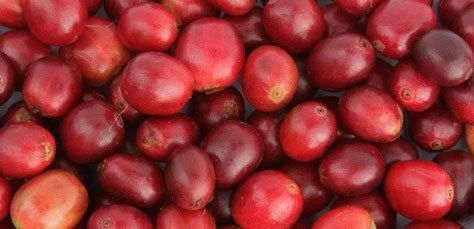 ripe red coffee cherries